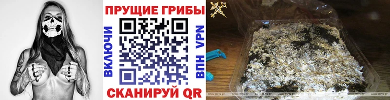 Купить  Чебаркуль  Псилоцибиновые грибы Cubensis 